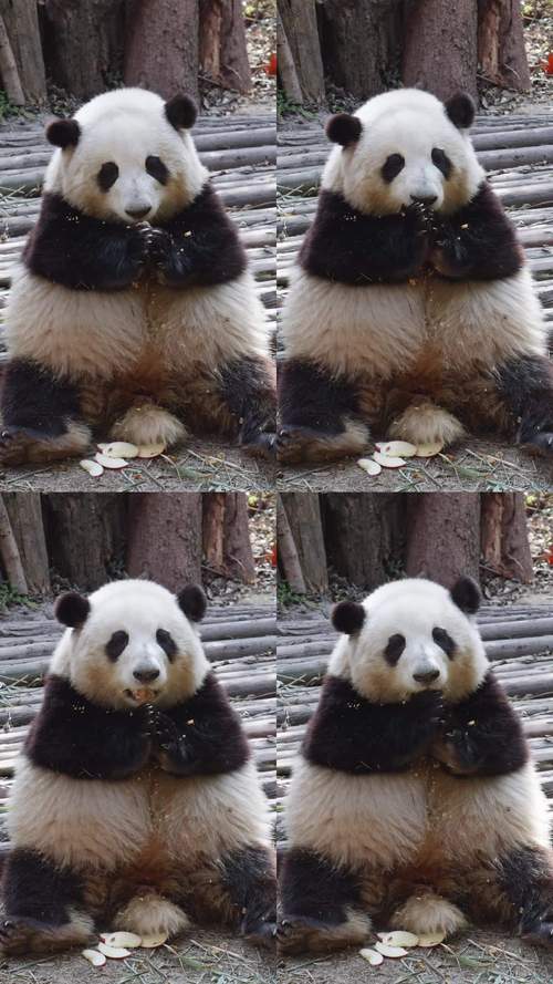 熊猫视频安卓版