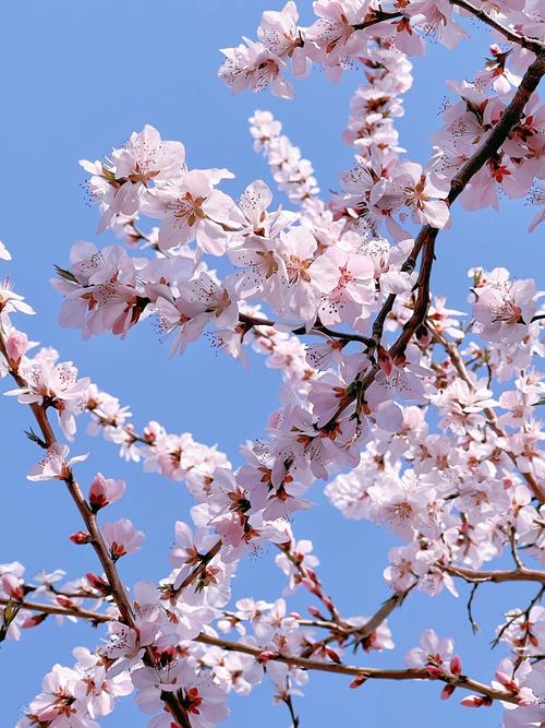 桃花视频无限次数