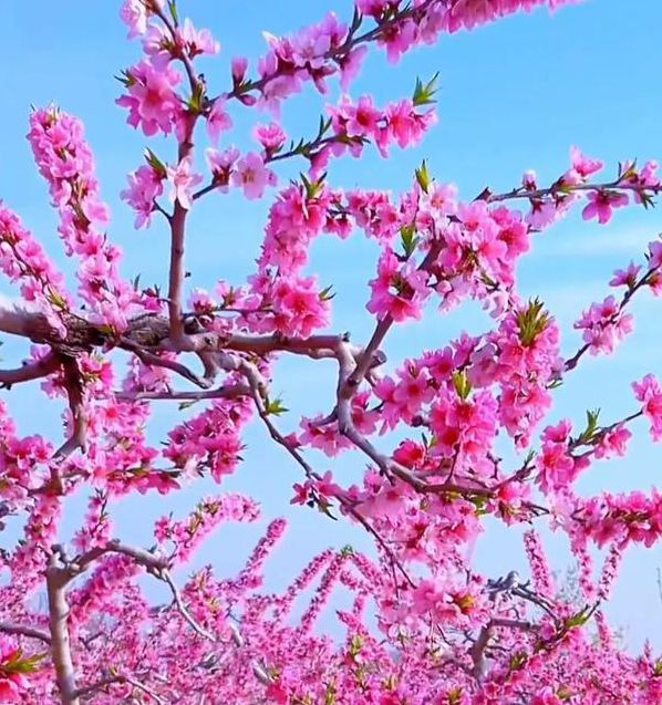 桃花视频无限次数