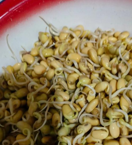 豆芽视频安装黄