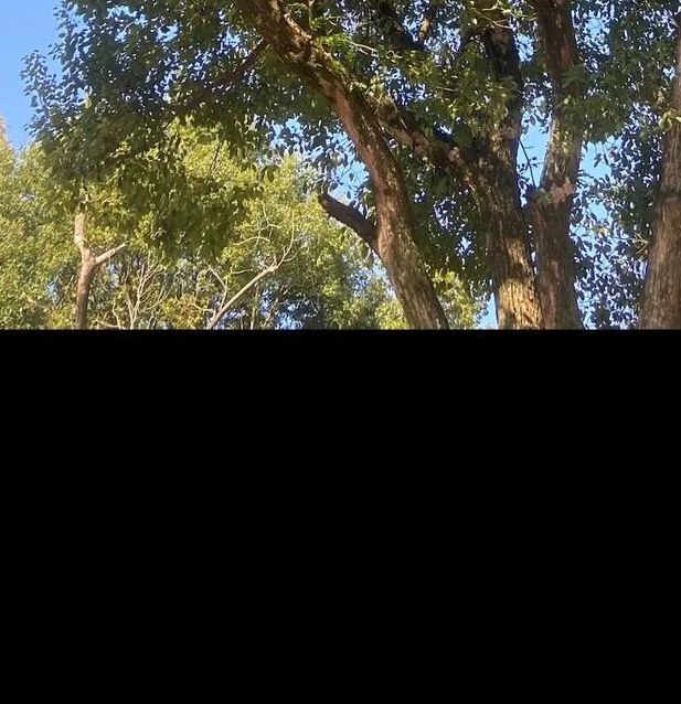 香肠视频在线播放2021