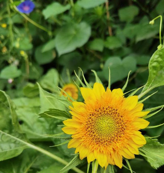 xrk1_3_0.apk向日葵免费下载最新版