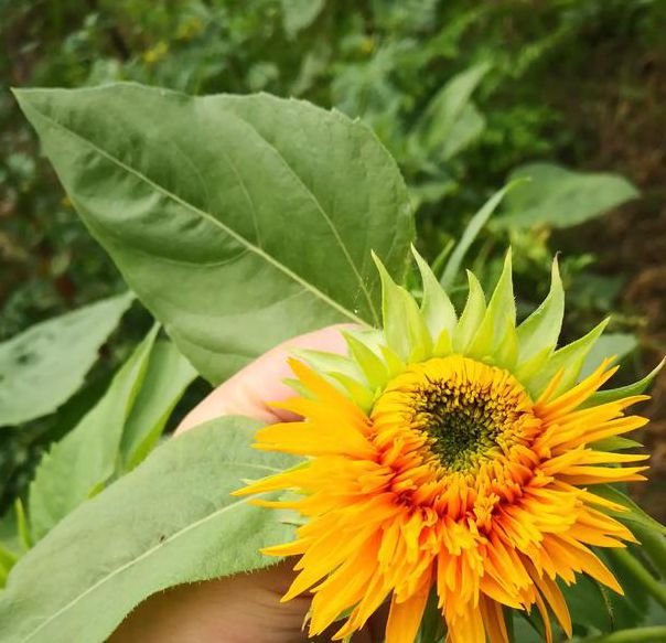 xrk1_3_0.apk向日葵免费下载最新版