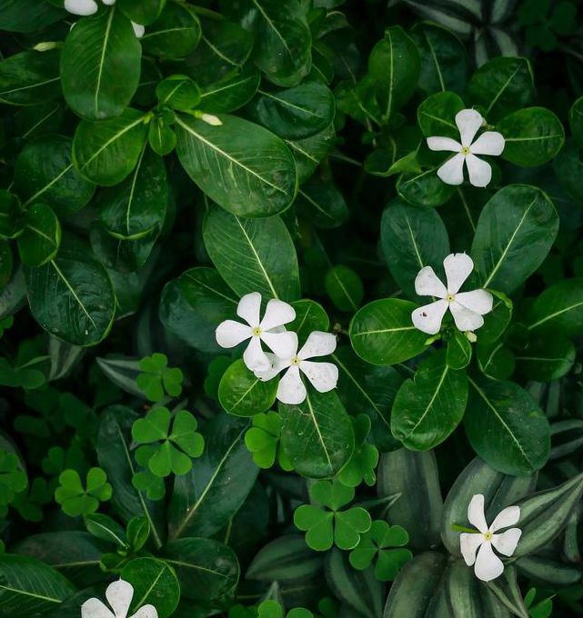 三叶草研究所免费版