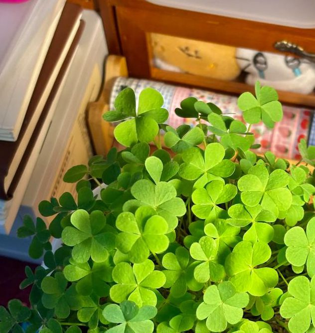 三叶草研究所免费版