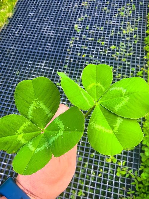 三叶草研究所免费版