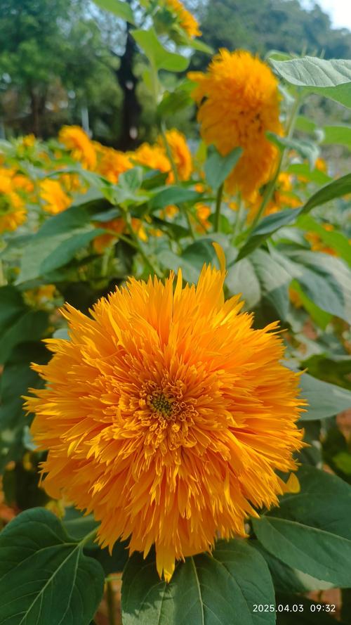 草莓樱桃榴莲向日葵