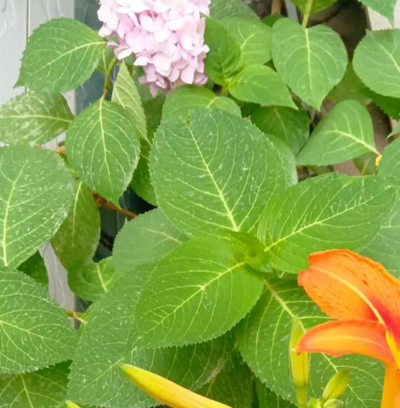 美国victoryday高清忘忧草