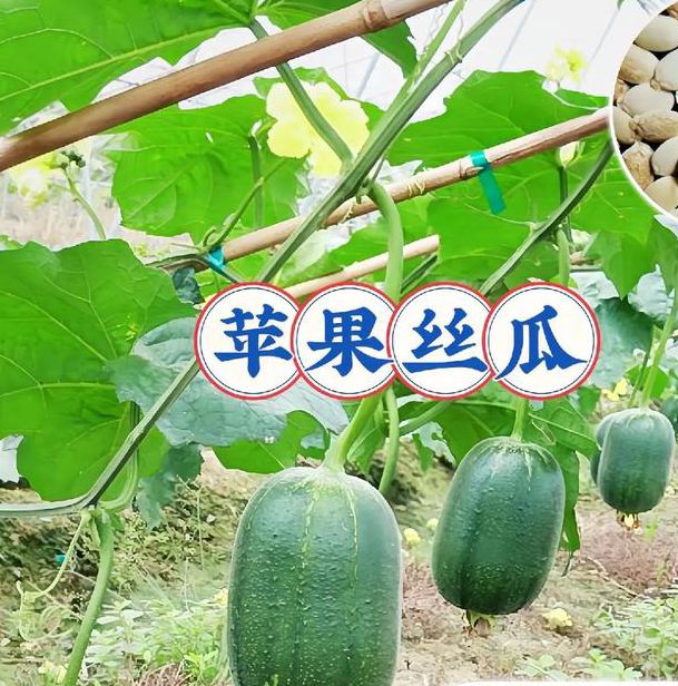 草莓苹果香蕉荔枝丝瓜大全