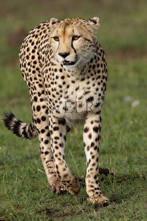 猎豹影视下载-猎豹影视手机版免费下载