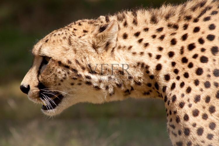 猎豹影视下载-猎豹影视手机版免费下载