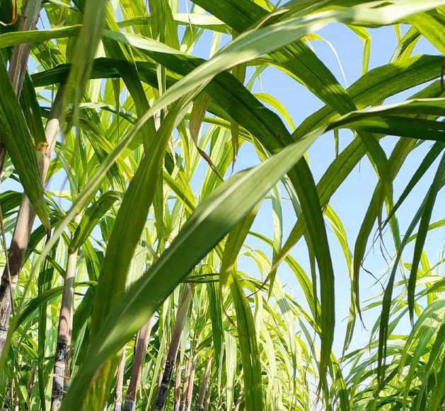 甘蔗视频