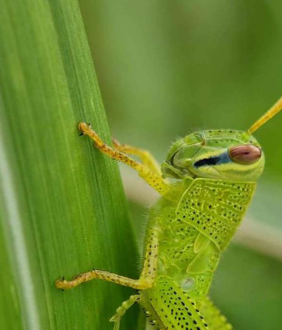 草蜢视频2.3.2安卓版