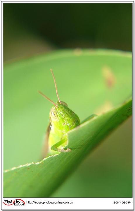 草蜢视频2.3.2安卓版