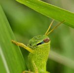 草蜢视频2.3.2安卓版