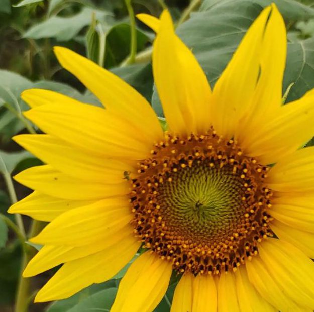 草莓榴莲向日葵污