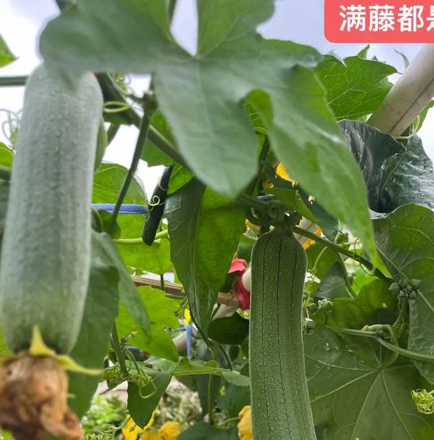 丝瓜黄瓜草莓茄子向日葵秋葵安卓