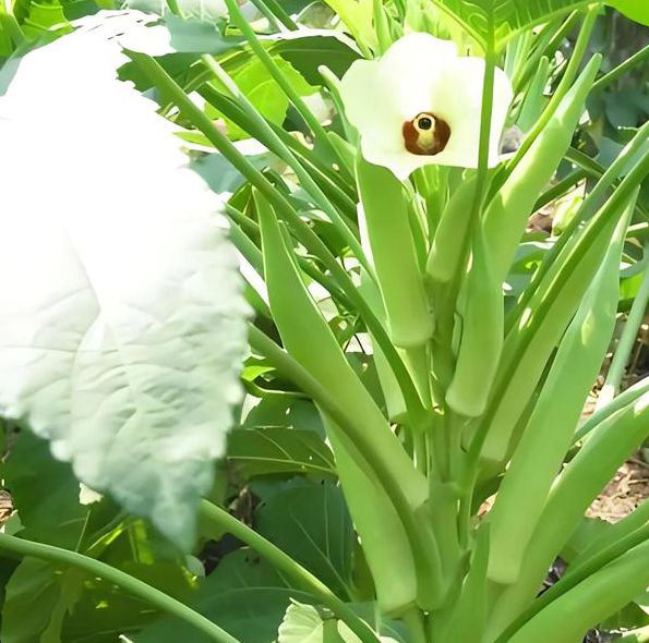 秋葵香草小蝌蚪榴莲茄子免费版