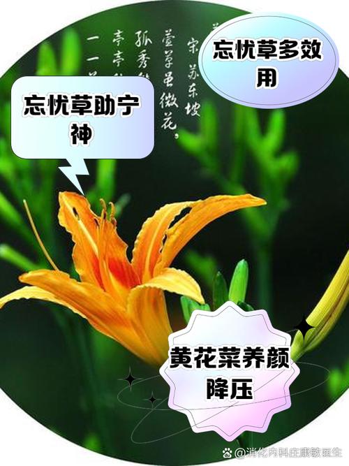忘忧草在线www播放