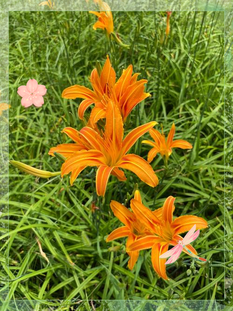 忘忧草在线www播放