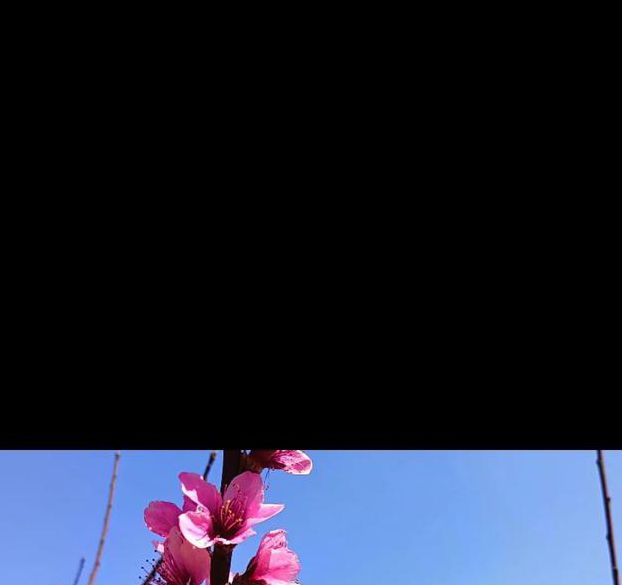 桃花社区视频最新免费版