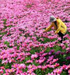 花季3.101最新版