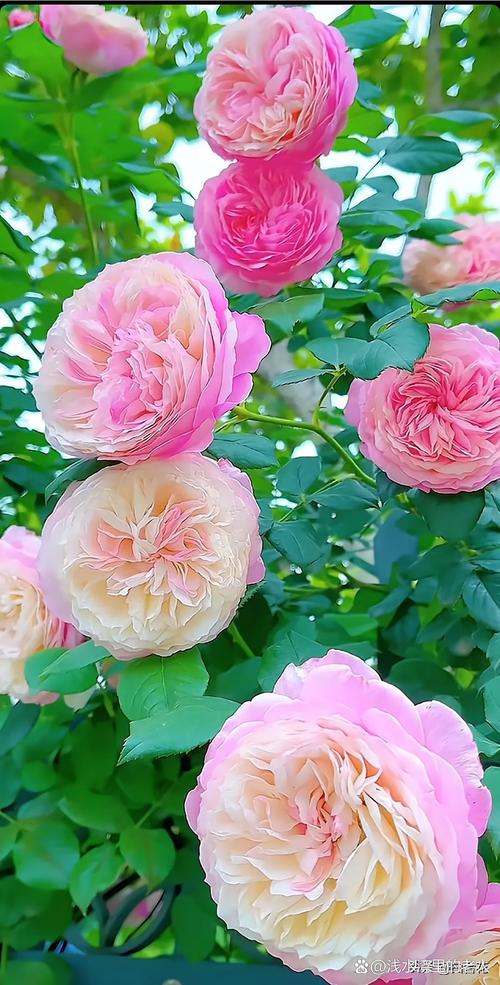 花季3.101最新版