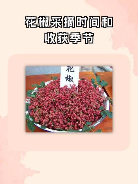 花椒抖你下载免费