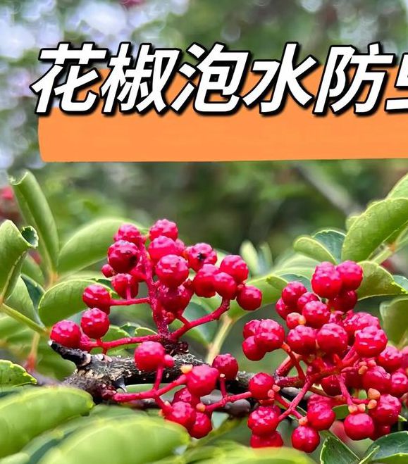 花椒抖你下载免费