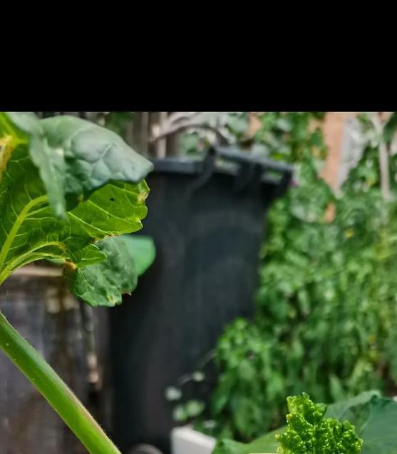 秋葵视频老司机安卓下载安装