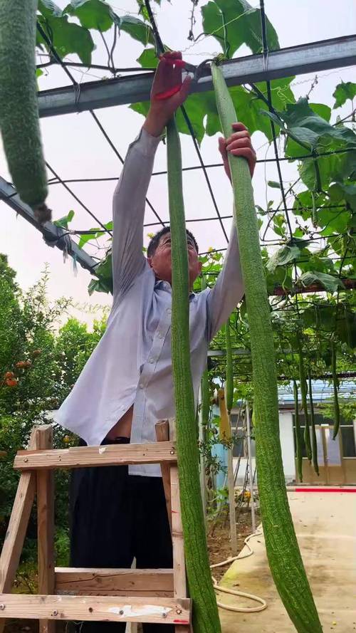 丝瓜视频下载官网