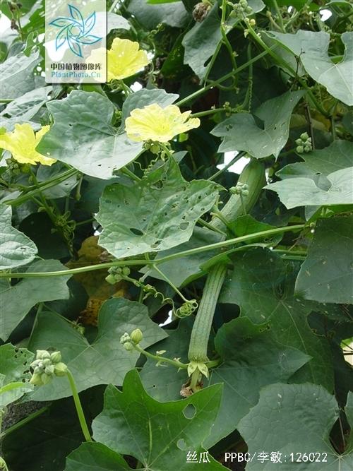 丝瓜视频下载官网