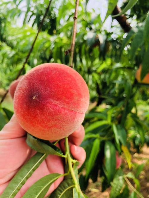 水蜜桃在线高清免费视频