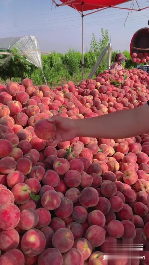水蜜桃在线高清免费视频