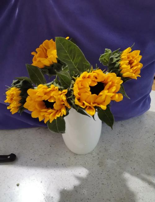 性宝福芭乐向日葵鸭脖