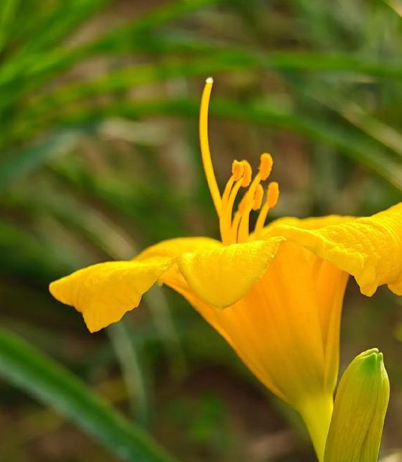 忘忧草网站访问2021