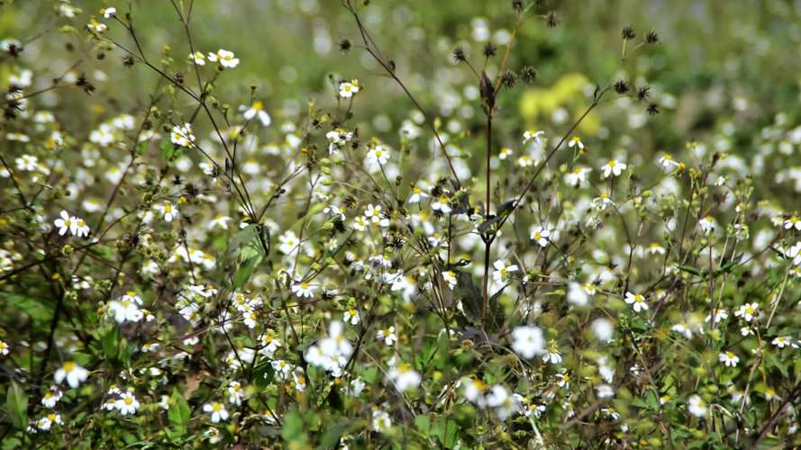 野花社区视频在线观看视频