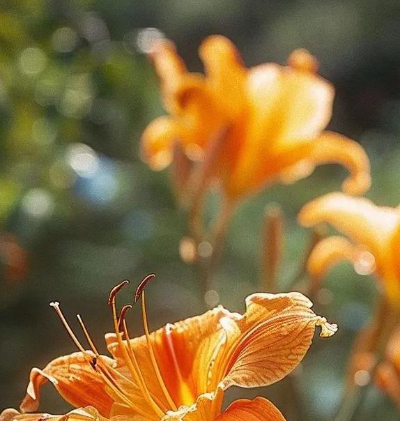 忘忧草最新版下载