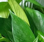 影视绿萝视频在线观看