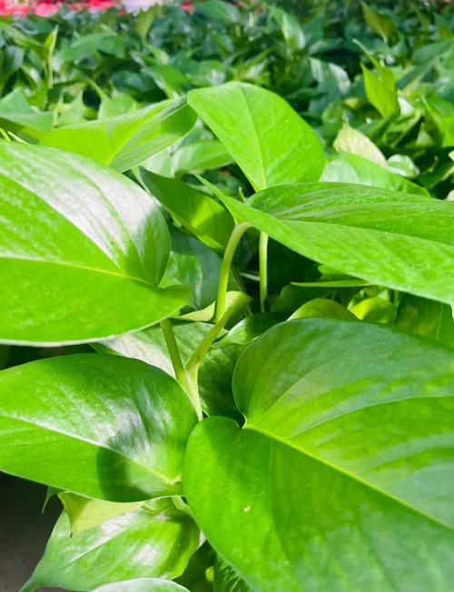 影视绿萝视频在线观看