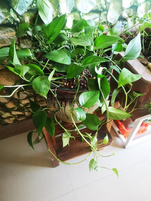 影视绿萝视频在线观看