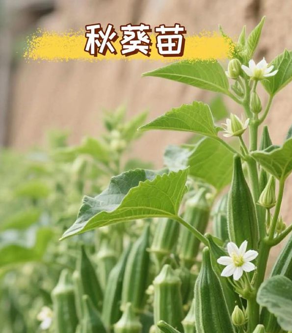 秋葵视频免费最新版