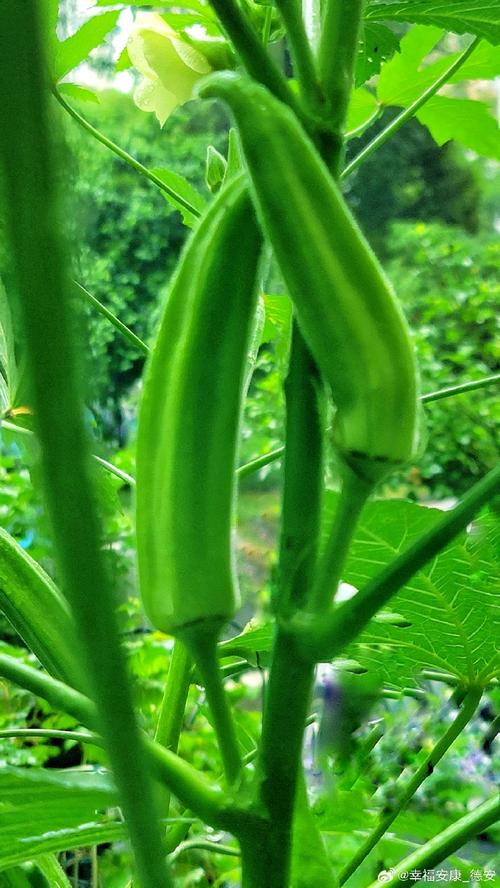 秋葵视频免费最新版