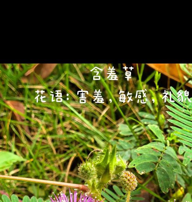 含羞草传媒安装每天免费一次