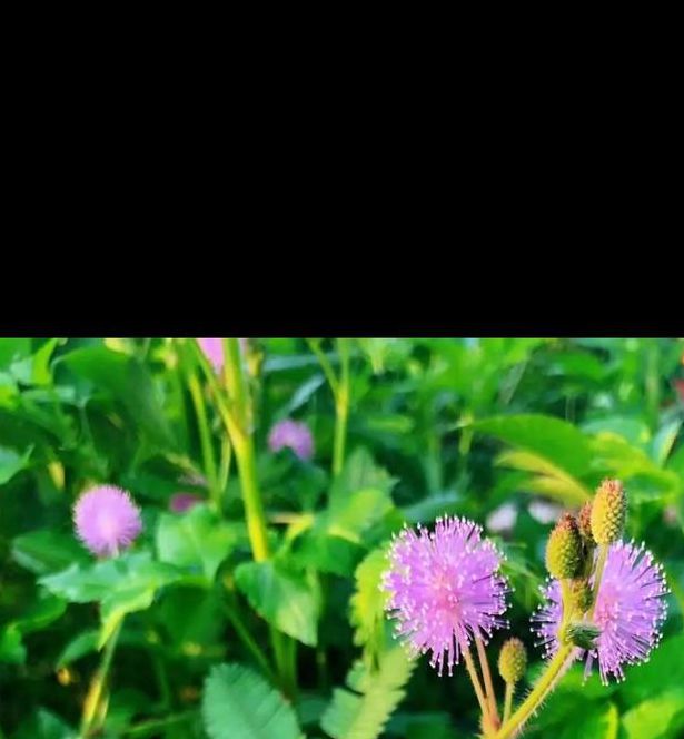 含羞草传媒安装每天免费一次