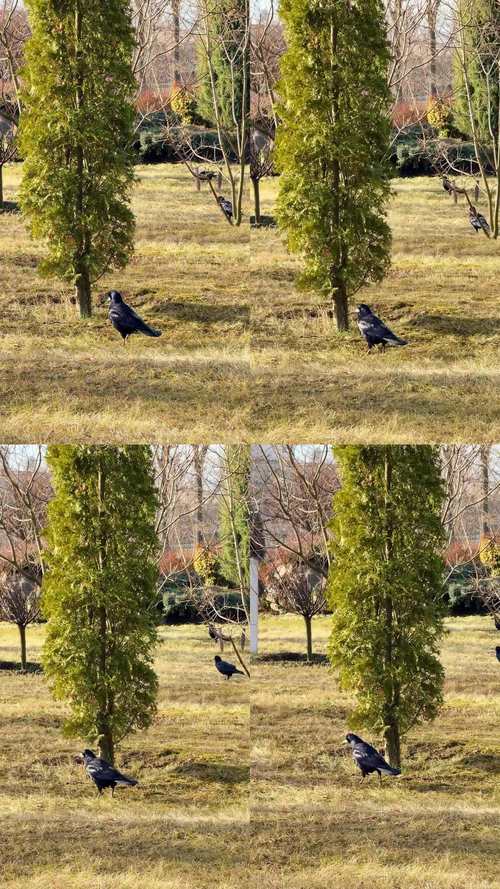 乌鸦传媒在线播放免费