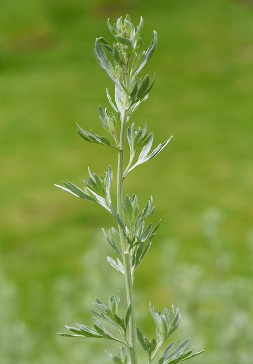 艾草精品免费视频