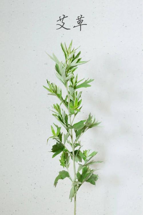 艾草精品免费视频