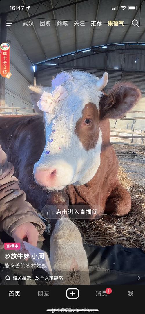 奶牛直播最新版