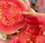 芭乐榴莲草莓最新版